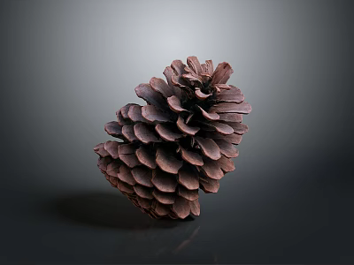 Dark Brown Pine Cone With Scaly Texture On Gray Gradient Reflective Surface 3d model