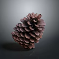 Dark Brown Pine Cone With Scaly Texture On Gray Gradient Reflective Surface 3d model