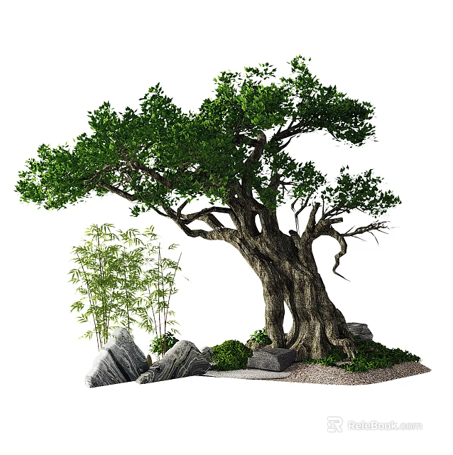 Ancient Tree with Thick Trunk Lush Green Leaves Bamboo Rocks Small Plants and Gravel 3d model 
