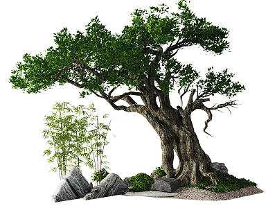 Ancient Tree with Thick Trunk Lush Green Leaves Bamboo Rocks Small Plants and Gravel 3d model