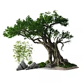 Ancient Tree with Thick Trunk Lush Green Leaves Bamboo Rocks Small Plants and Gravel
