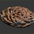 Natural Walnut with rough brown shell and detailed texture on dark reflective background