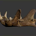 Brown Animal Mandible With Sharp Teeth And Skeletal Structure On Dark Background With Reflection