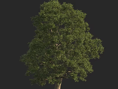 Lush Green Arbor With Dense Foliage And Sturdy Trunk In Natural Environment 3d model