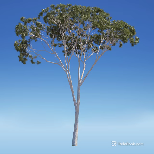 Tall Arbor Tree With Slender Trunk And Green Foliage Against Blue Sky 3d model 