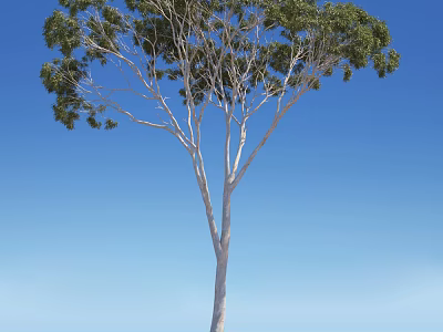 Tall Arbor Tree With Slender Trunk And Green Foliage Against Blue Sky 3d model
