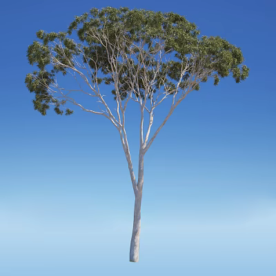 Tall Arbor Tree With Slender Trunk And Green Foliage Against Blue Sky 3d model