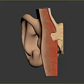 Human Ear Anatomical Model Showing Detailed Structure With Skin And Cartilage Layers