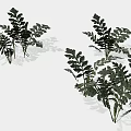Green Fern Plants With Lush Feathery Leaves For Indoor Decorative