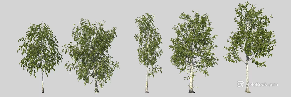 Birch Trees with Different Growth Forms Green Leaves and White Trunks 3d model