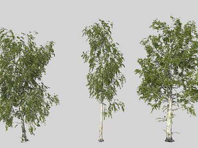 Birch Trees with Different Growth Forms Green Leaves and White Trunks 3d model