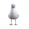 White Seagull With Grey Wings Standing In Natural Posture And Detailed Feathers