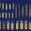 Golden Cereal Crops Different Wheat Grain Illustration Designs On Blue Background