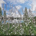 Colorful Flowers And Lush Plants By Lake Under Blue Sky With White Clouds