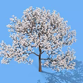 Lush White Flowering Shrub With Dense Branches And Shadow Against Blue Sky