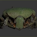 Green Beetle as a Flying Insect with Shiny Exoskeleton and Detailed Features 3d model