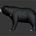 Realistic 3D Black Bear Model With Orange Neck And Standing Posture