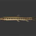 Spotted Yellow And Black Fish With Slender Body And Reflection On Dark Background 3d model