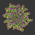 Lush Plant with Purple Flowers and Green Leaves Against Dark Background