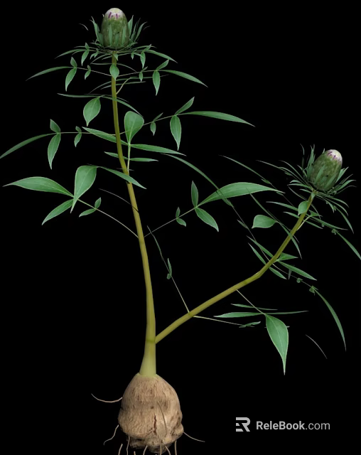 Lush Green Plant with Long Branches Fresh Leaves and Unopened Bud 3d model 