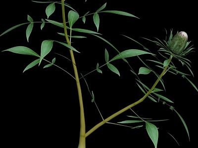 Lush Green Plant with Long Branches Fresh Leaves and Unopened Bud 3d model