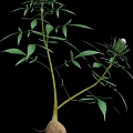 Lush Green Plant with Long Branches Fresh Leaves and Unopened Bud