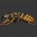 Detailed View Of Wasp With Spread Wings And Yellow Black Stripes On Dark Background