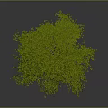Green Leafy Tree With Dense Foliage And Brown Trunk In Grey Background