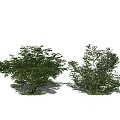 modern shrub landscape tree green plant shrub dwarf tree 3d model