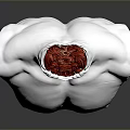 Neck Organ Model With Red Structure On White Anatomical Torso