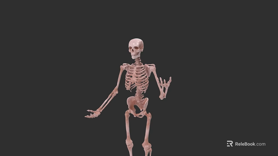 Human Skeletal Organ System Anatomical 3D Model with Detailed Structure 3d model 