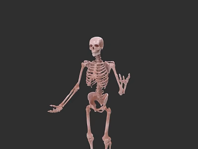 Human Skeletal Organ System Anatomical 3D Model with Detailed Structure 3d model