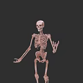 Human Skeletal Organ System Anatomical 3D Model with Detailed Structure