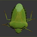 Green Bug With Red Eyes And Yellow Antennae On Gray Background 3d model