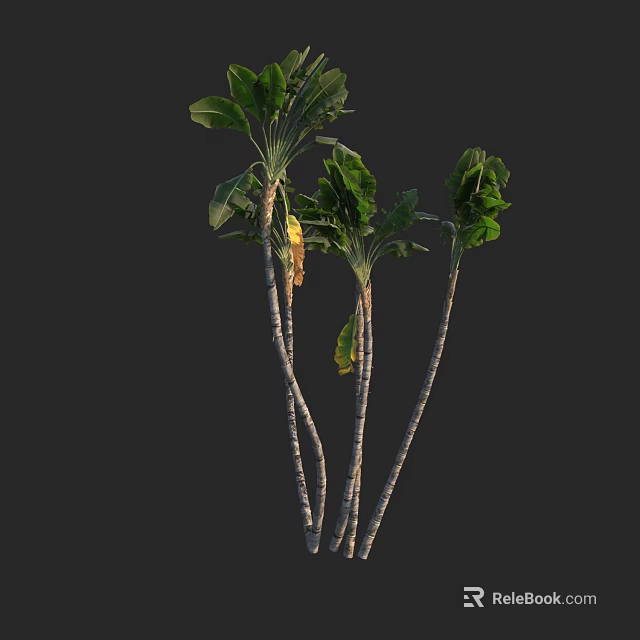 Three Banana Trees With Slender Trunks And Large Green Foliage 3d model