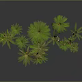 Multiple Palm Trees With Green Leaves And Brown Trunks Yellow Flowers In Decorative Arrangement