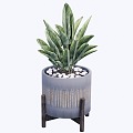 Modern indoor potted plants 3d model