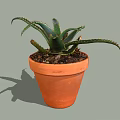 Aloe Vera Bonsai Potted Plant in Orange Terracotta Pot with Long Spiky Leaves