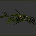 Natural Pine Branch With Green Leaves And Brown Stem On Gray Background