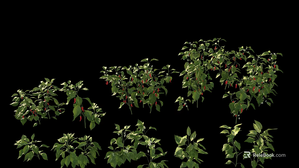 Fresh Green Chili Pepper Plants With Red Fruits On Black Background 3d model 