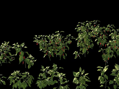 Fresh Green Chili Pepper Plants With Red Fruits On Black Background 3d model