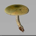 Green Capped Mushroom With Brown Spots And White Stem On Dark Background