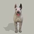 Realistic White Bull Terrier Dog Standing With Tongue Out On Gray Background