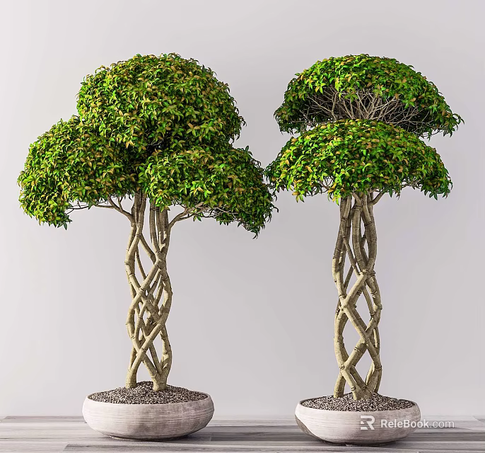 Bonsai Potted Plants With Twisted Trunks Lush Green Leaves And Decorative Bases 3d model 