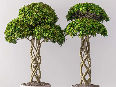 Bonsai Potted Plants With Twisted Trunks Lush Green Leaves And Decorative Bases 3d model