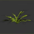 Vibrant Green Fern Plant With Lush Feathery Fronds On Dark Background