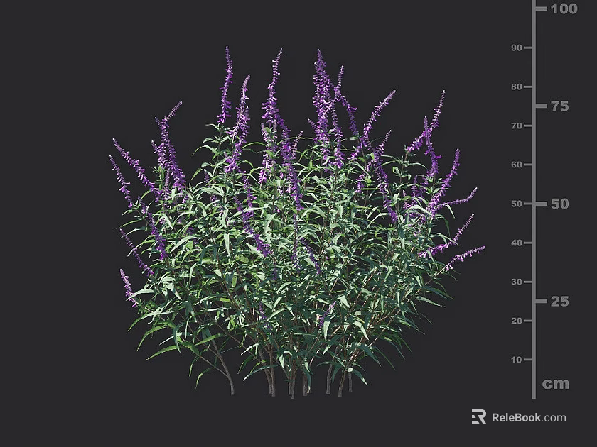 Purple Flowers with Green Leaves Herb Plant Growth Height Measurement in Cm 3d model 