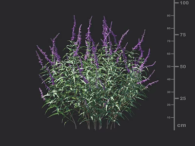 Purple Flowers with Green Leaves Herb Plant Growth Height Measurement in Cm 3d model