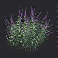 Purple Flowers with Green Leaves Herb Plant Growth Height Measurement in Cm