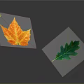 Vibrant Autumn Orange Maple Leaf and Fresh Green Oak Leaf Natural Plant Specimens